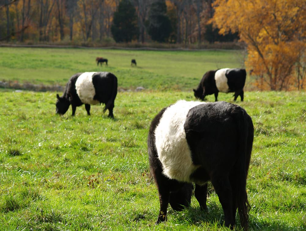 Belted Galloway cows in the pasture 11